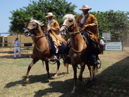 Peruvian Step Horse Show.